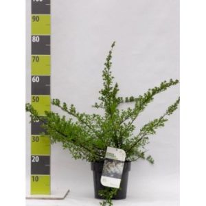 Spiræa ‘Snowmound’ Potte 4,0 liter,- 50-60 cm.