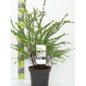 Spiræa ‘Snowmound’ Potte 7,5 liter 80-100 cm.